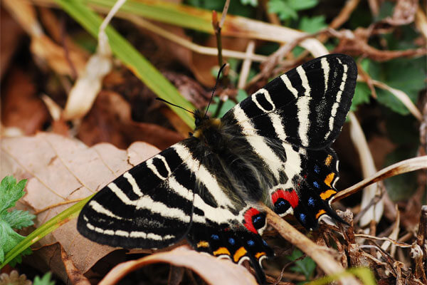飯田市のギフチョウのイメージ