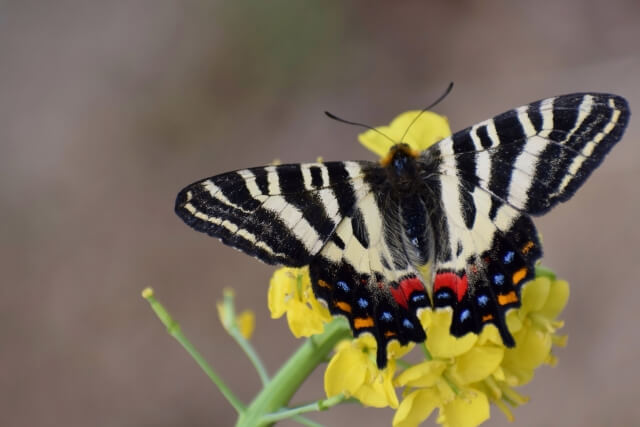 ギフチョウ復活プロジェクトの様子
