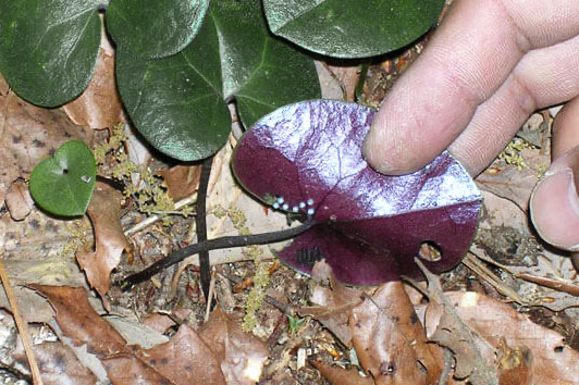 飯田市のギフチョウのイメージ