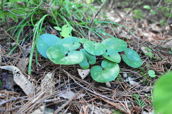 生態系保全活動の様子